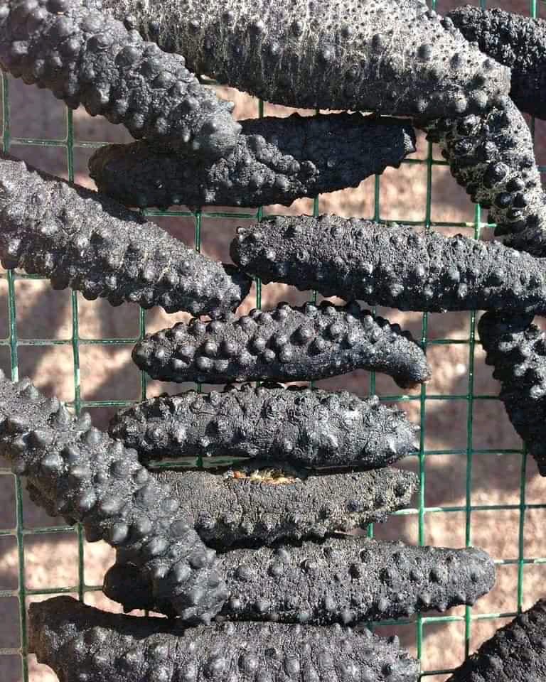 Dark dried sea cucumbers laid out on a mesh drying rack