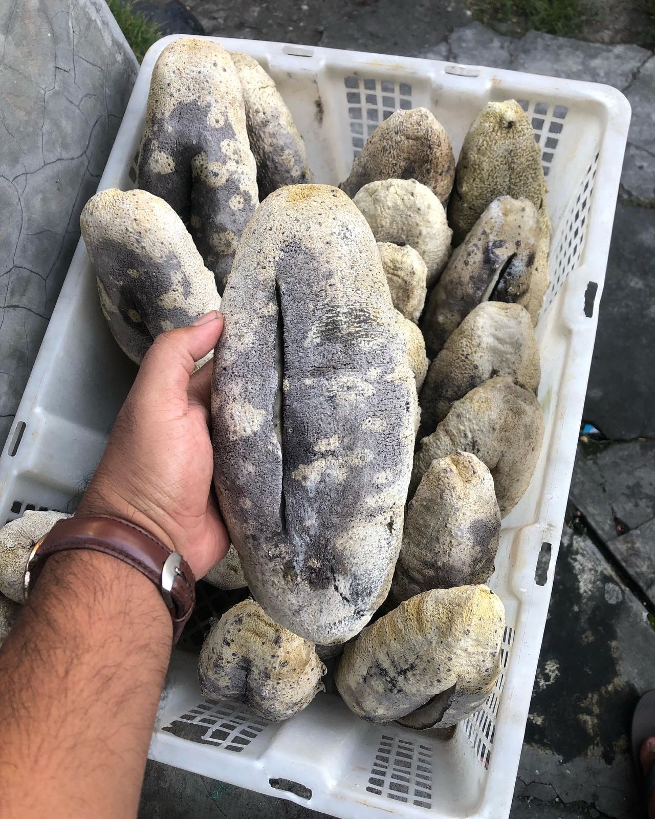 Large dried sea cucumber held in hand above a crate of similar pieces