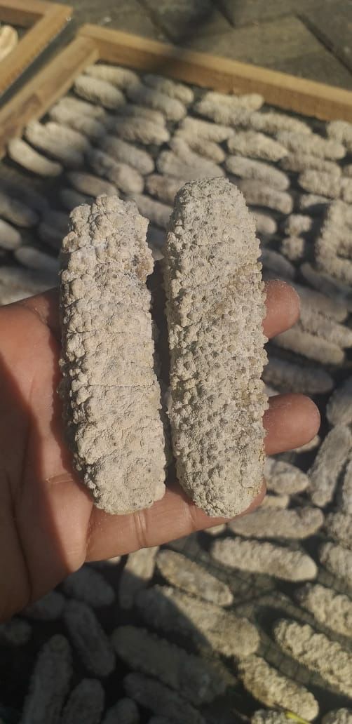 Two dried sea cucumbers held in hand above a drying area