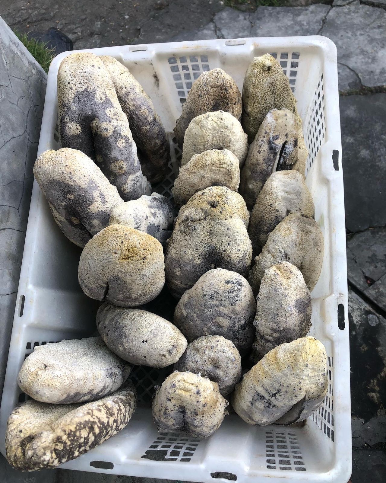 Crate of sorted dried sea cucumbers photographed at the source